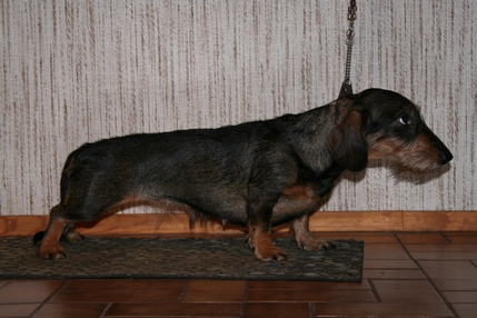 Innerstu Izabell